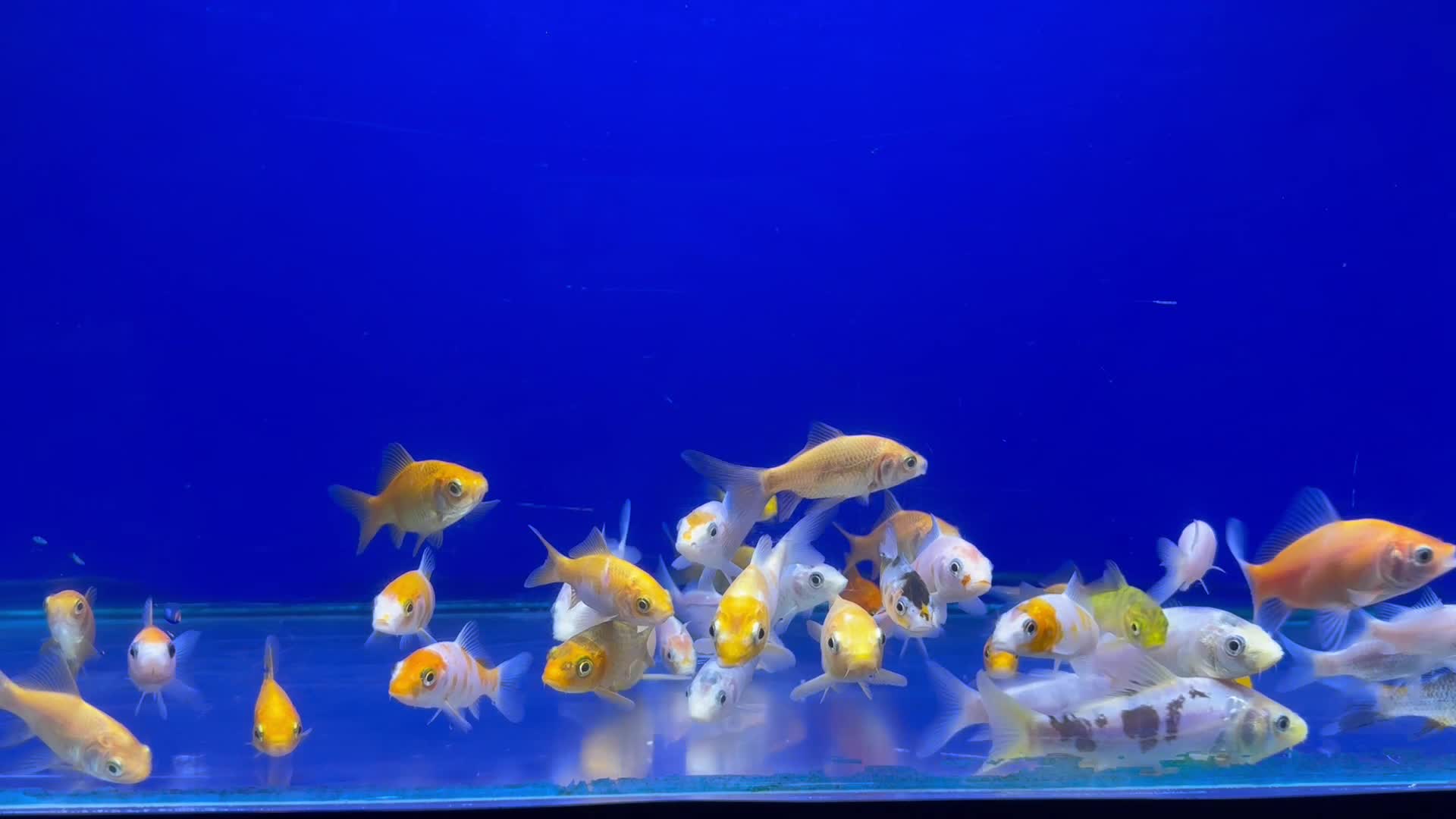 koi carp and red commet - 1