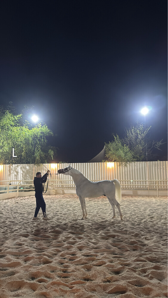 ايواء الخيل - 5