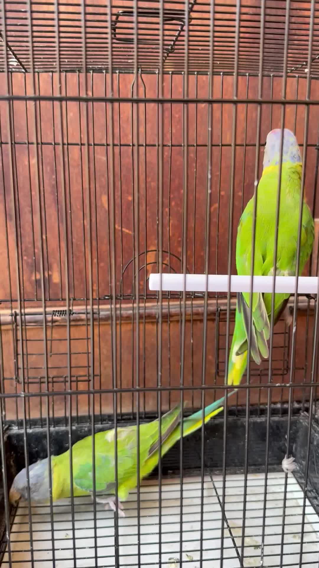 plum headed  parakeet pair - 1
