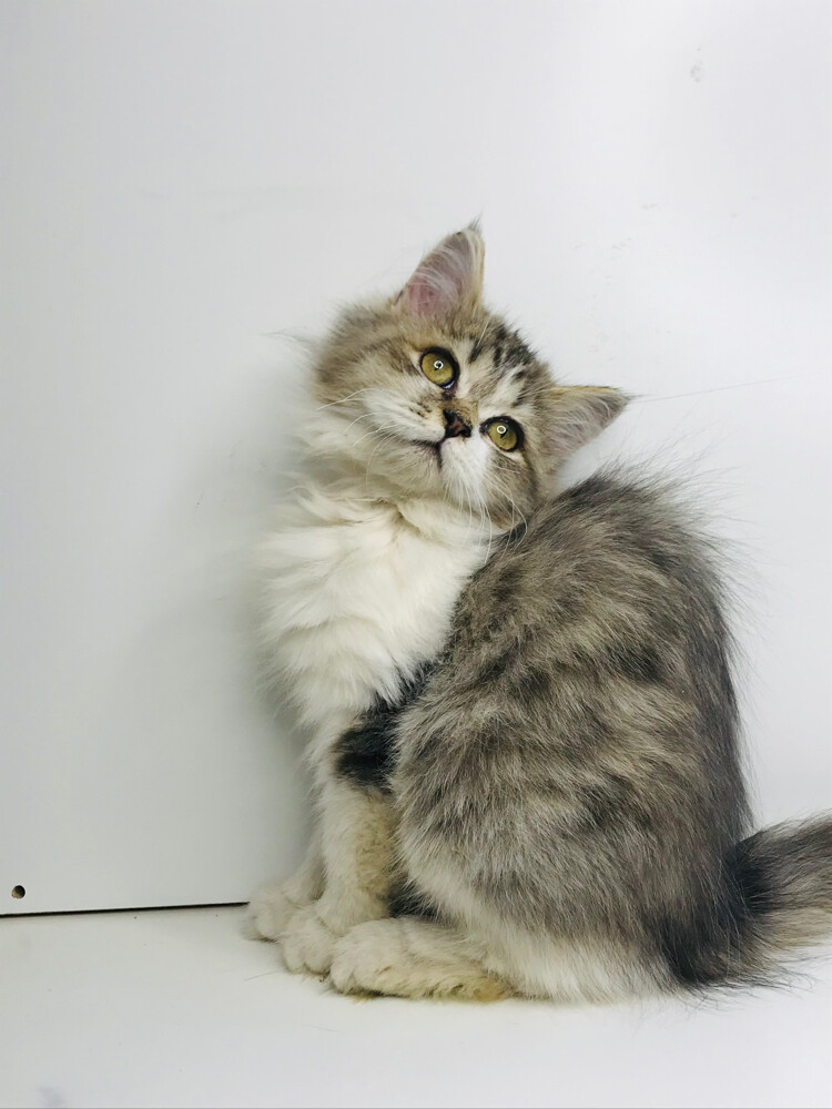 Scottish longhair  - 4