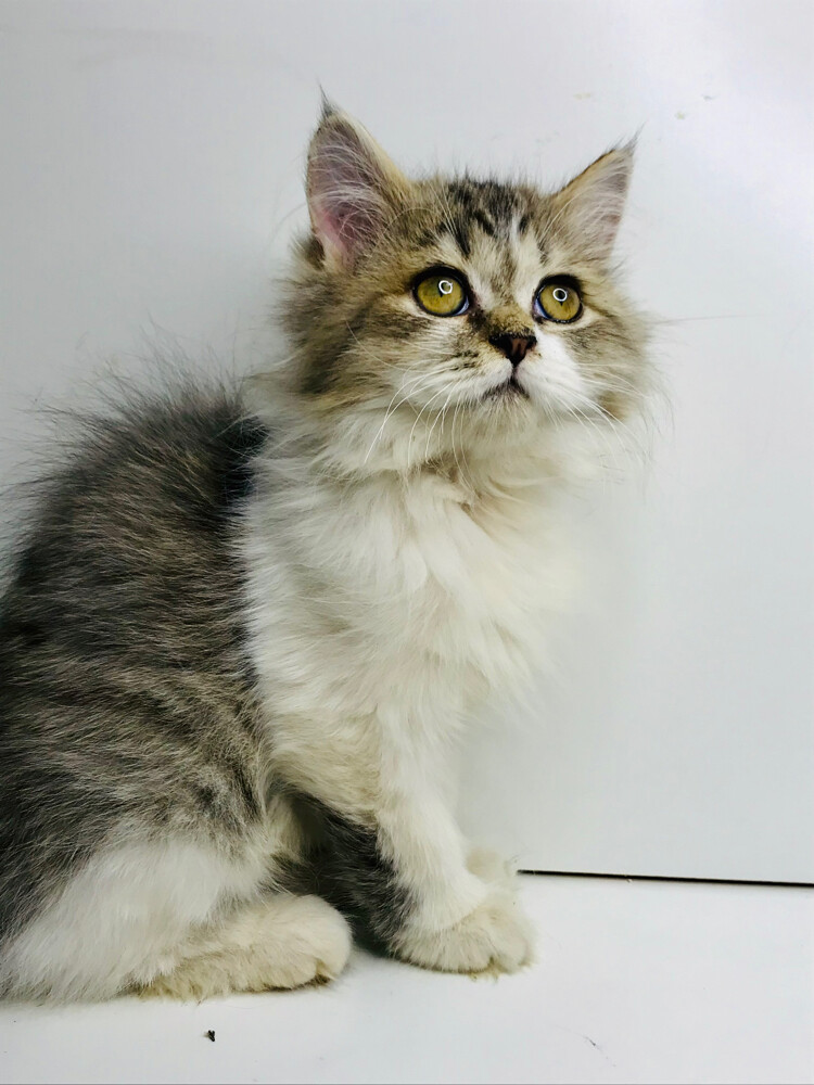 Scottish longhair  - 1