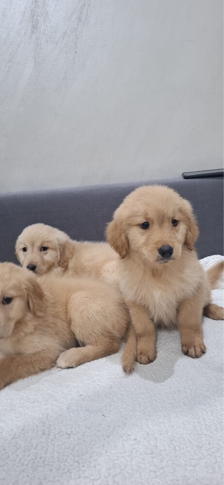 Golden retriever puppys  - 3