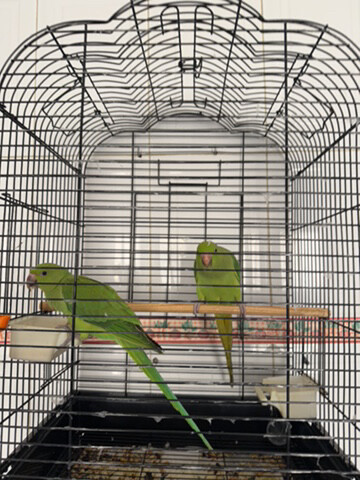 Indian ring neck - 1