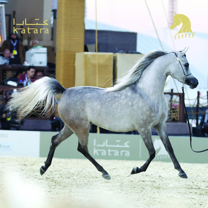 مطلوب افرس جمال - 1