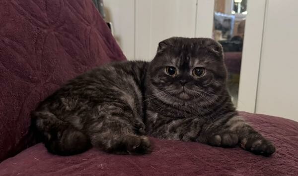 Scottish Fold Cat - Male - 1