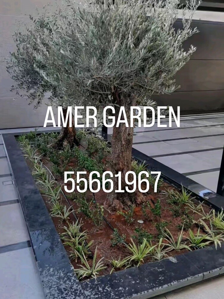 55661967 - 7