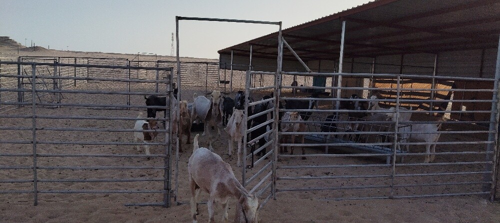 مظلات الجمال والماعز - 1