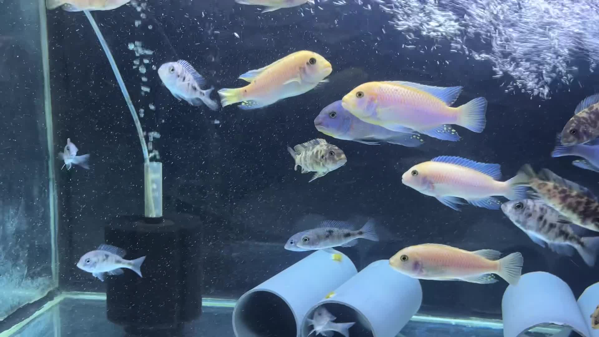 cichlids for sale - 1
