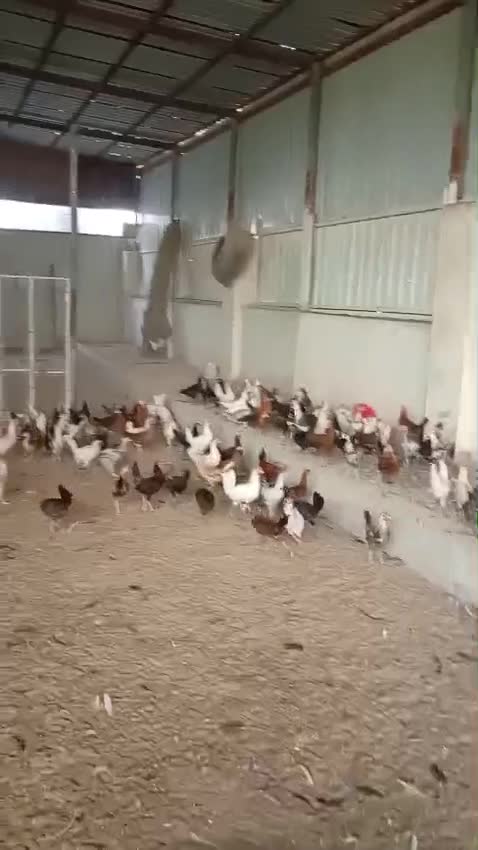 Chickens for sale - 1
