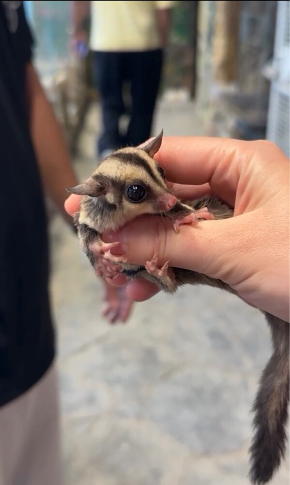 sugar glider - 1