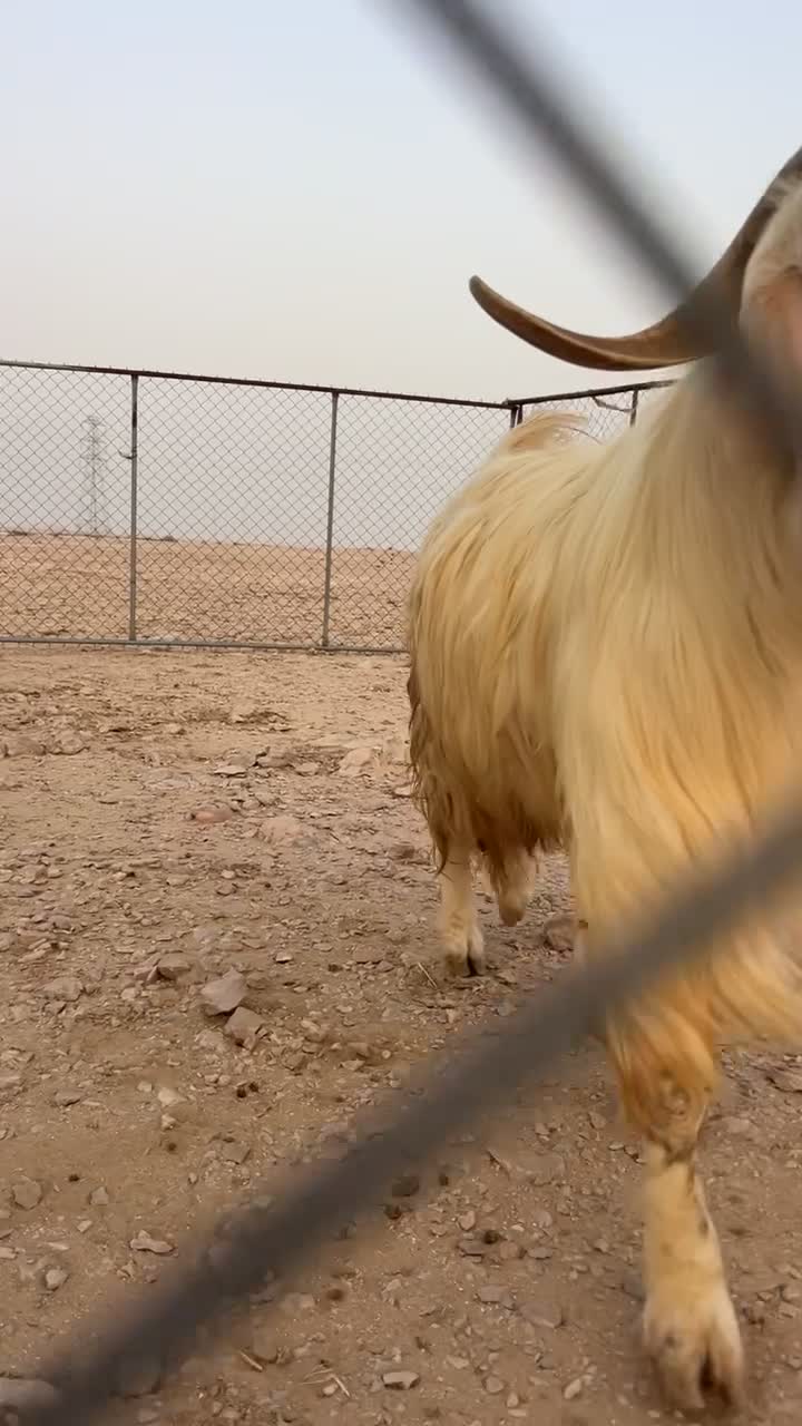 تيس فحل - 1