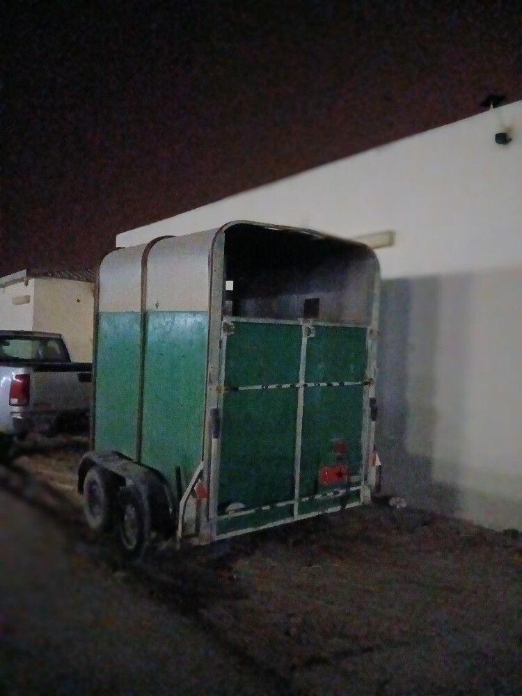 horse - 2