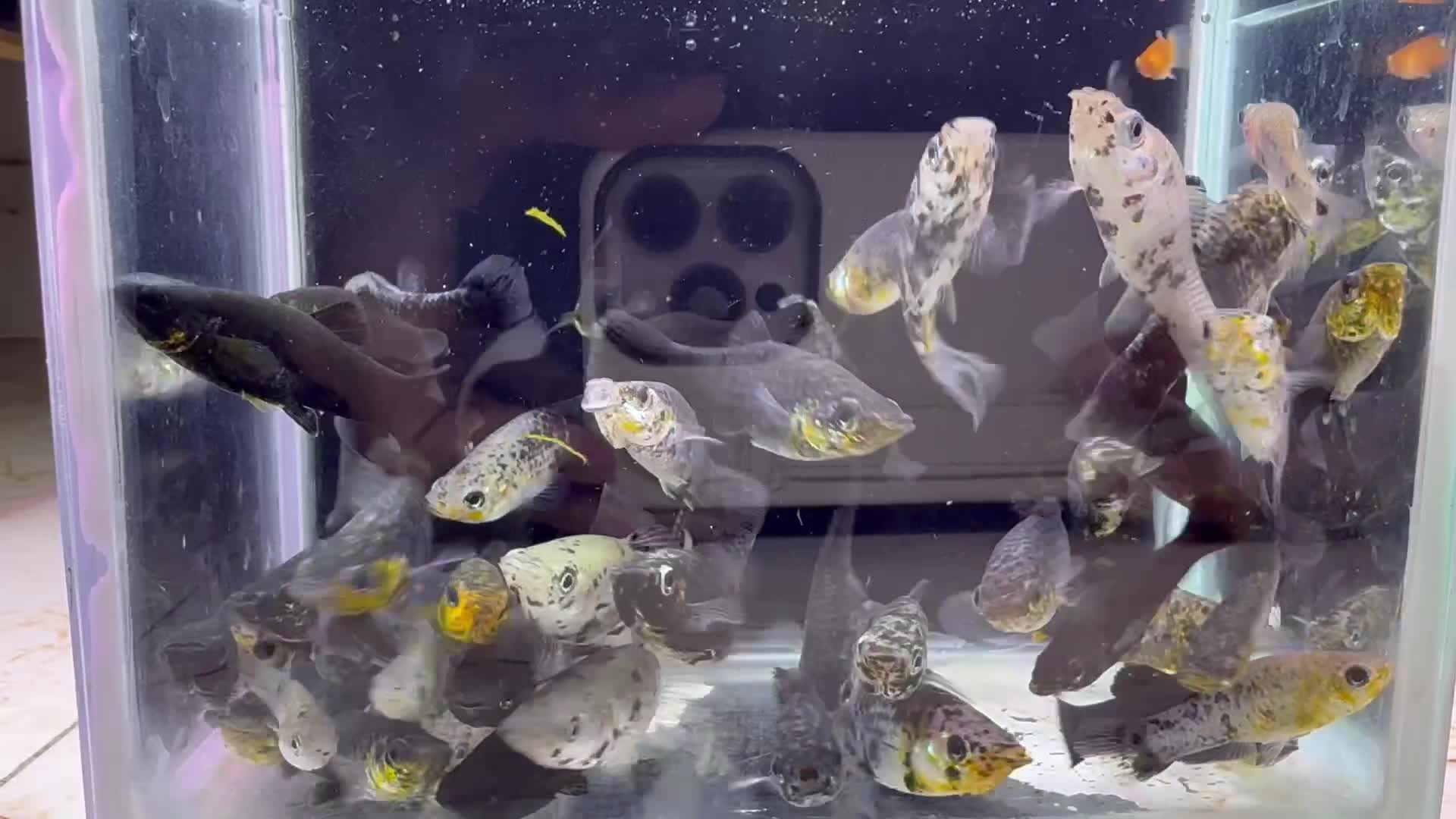 molly fish - 1