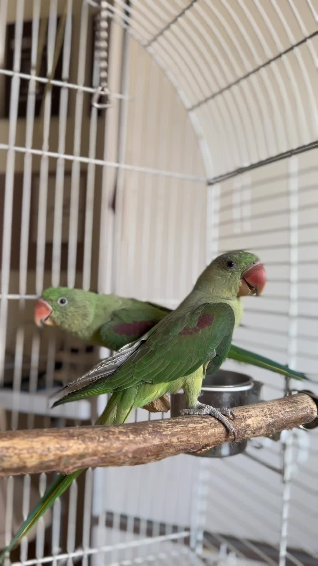 Alexander/nepali pair - 1