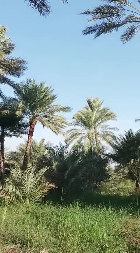 أمهر المزارعين المحترفين لتنظيف م - 1
