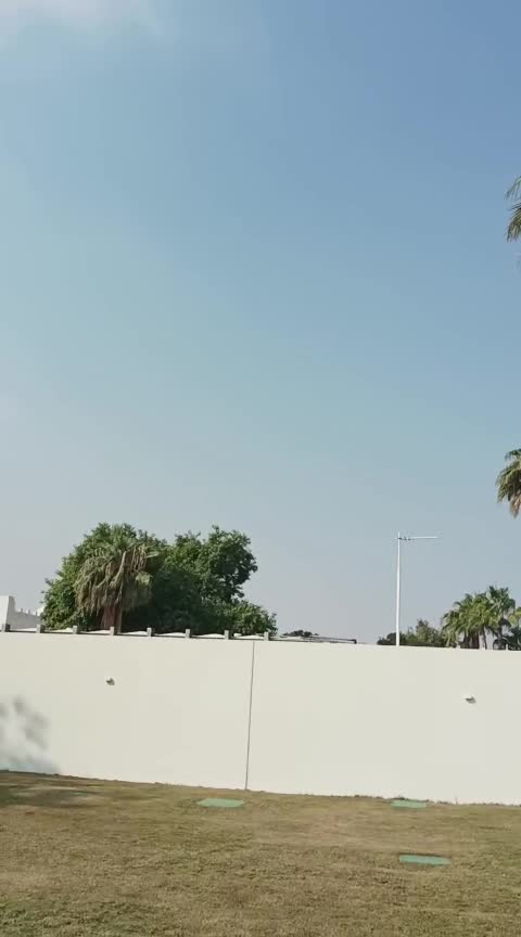 تنظيف جميع أطوال النخيل والمثمر - 1