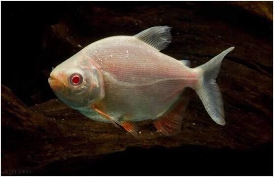 Albino red pacu  - 2