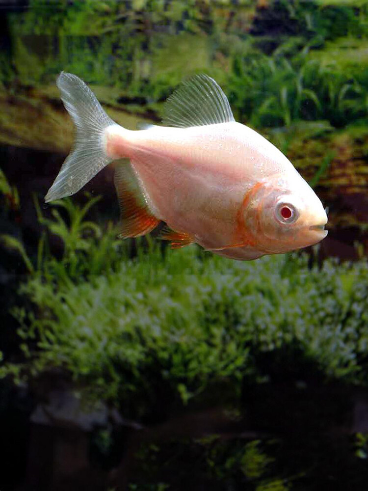Albino red pacu  - 1