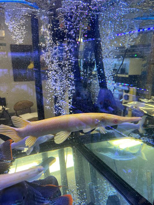 Albino Alligator gar 25cm - 3