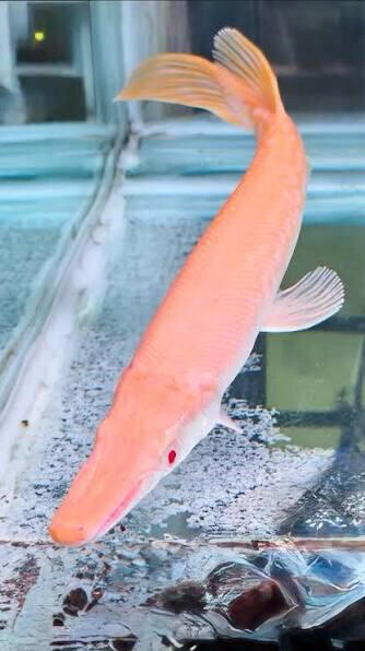 Albino Alligator gar 25cm - 2