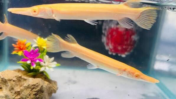 Albino Alligator gar 25cm - 1