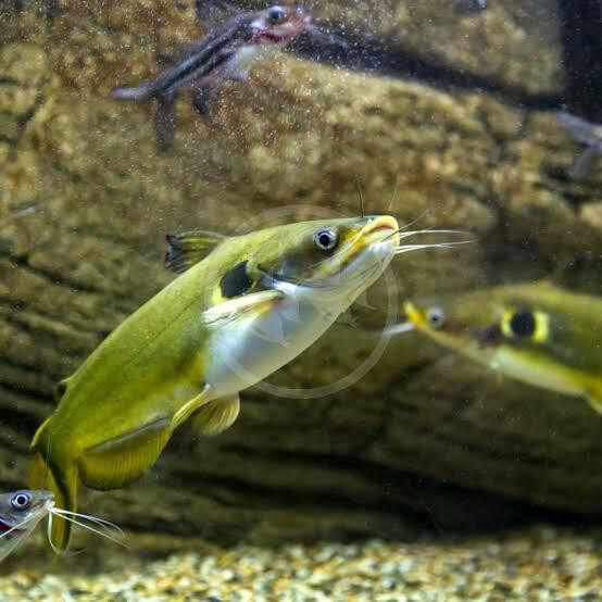 yellow catfish big size  - 3