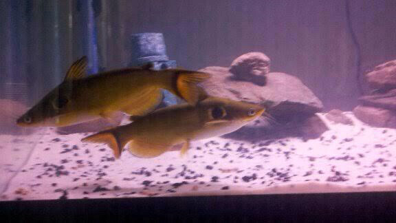 yellow catfish big size  - 2