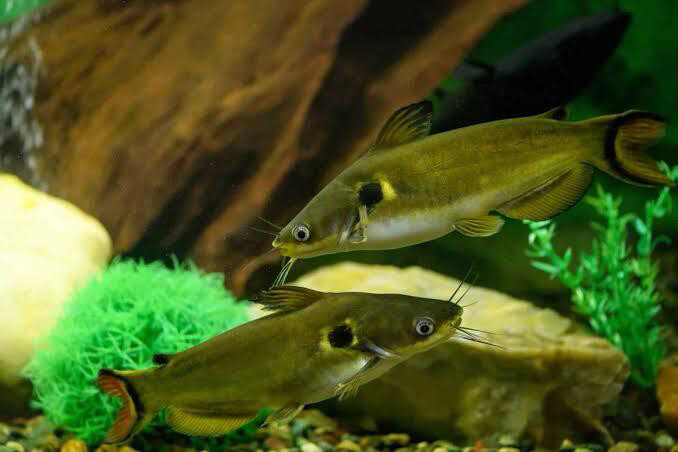 yellow catfish big size  - 1