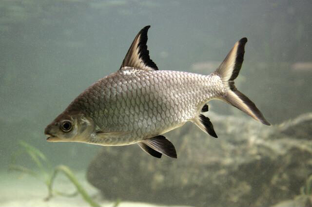 silver Bala shark big size - 1