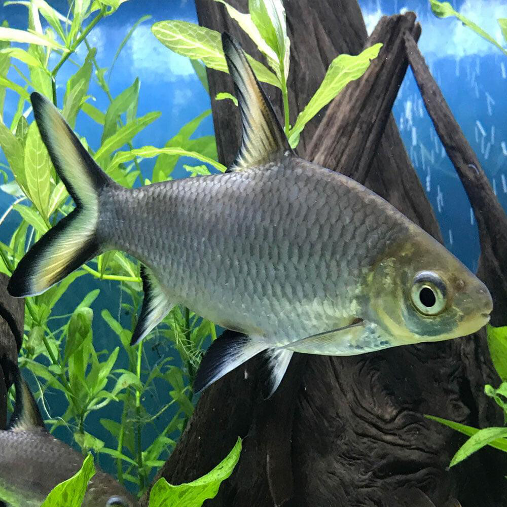 silver Bala shark big size - 3