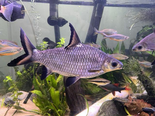 silver Bala shark big size - 4