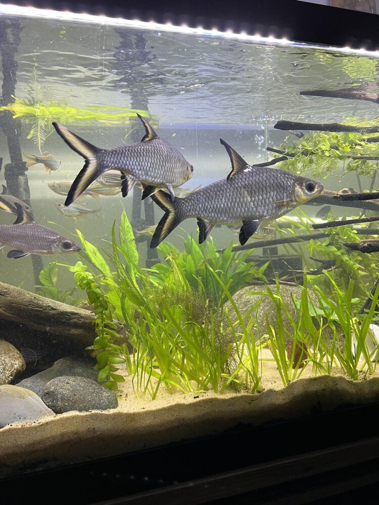 silver Bala shark big size - 6