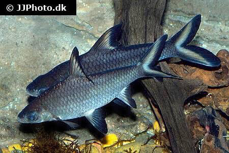 silver Bala shark big size - 5