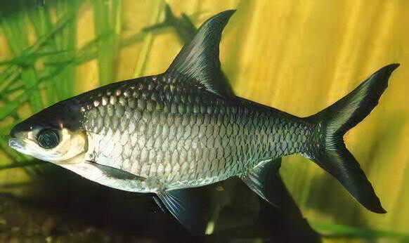 silver Bala shark big size - 2