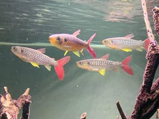 pink tail fish big size  - 1