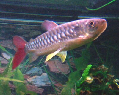 pink tail fish big size  - 2
