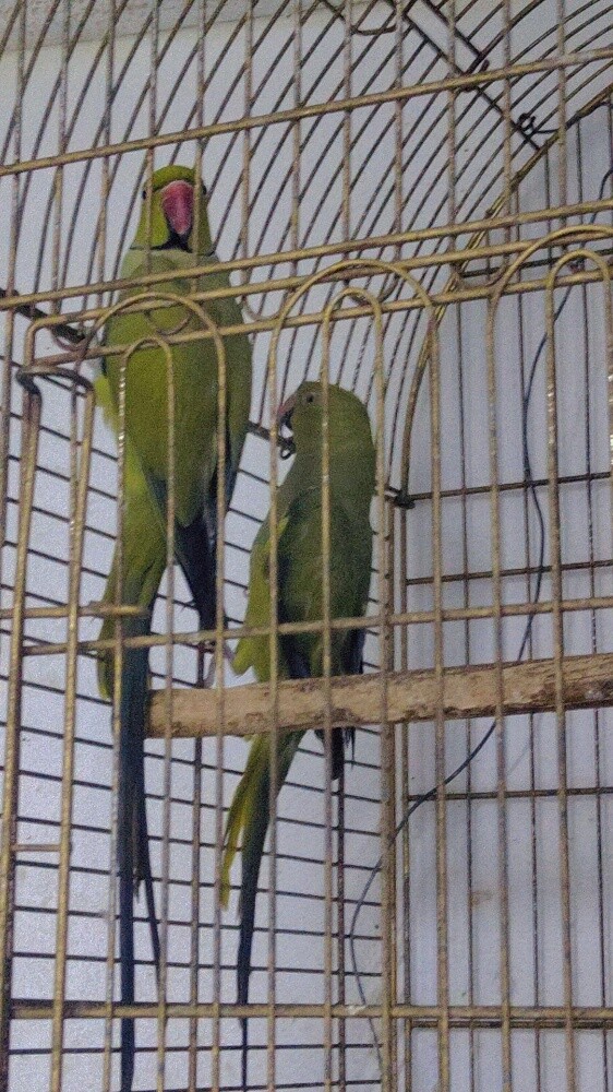 olive ringneck male and female - 3