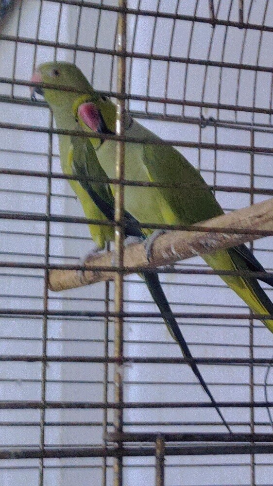 olive ringneck male and female - 4
