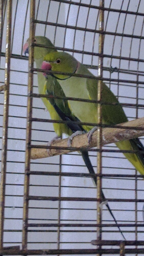 olive ringneck male and female - 1