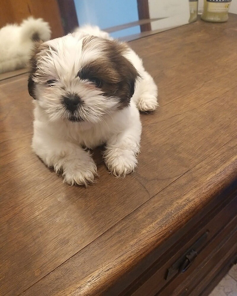 Shih Tzu Puppy - 1