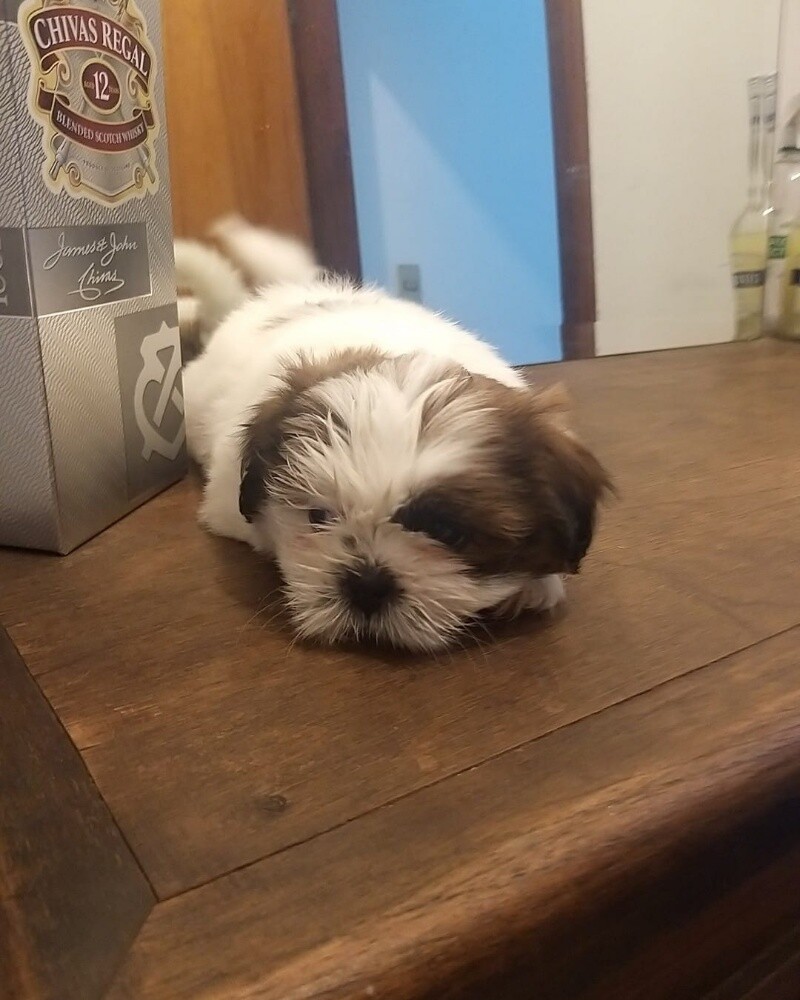 Shih Tzu Puppy - 2