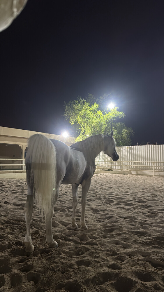 ايواء الخيل - 4