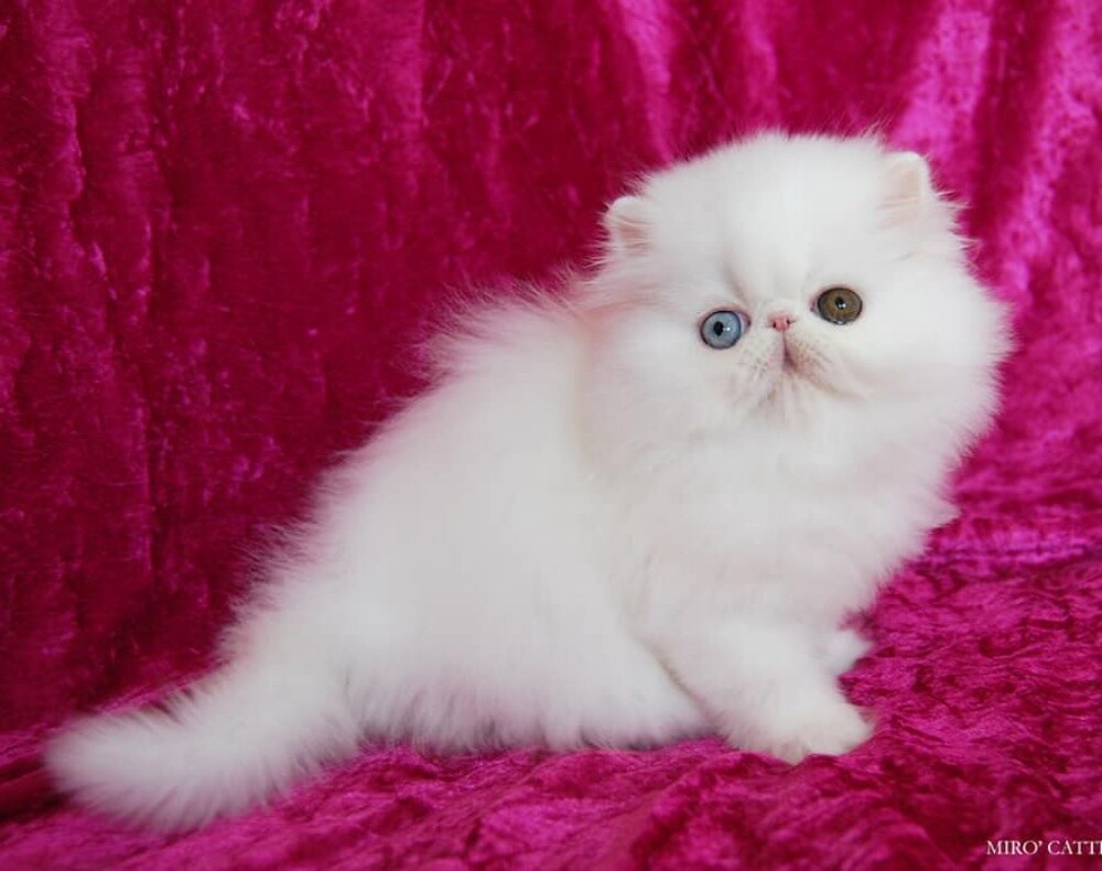 Persian Kitten - 1