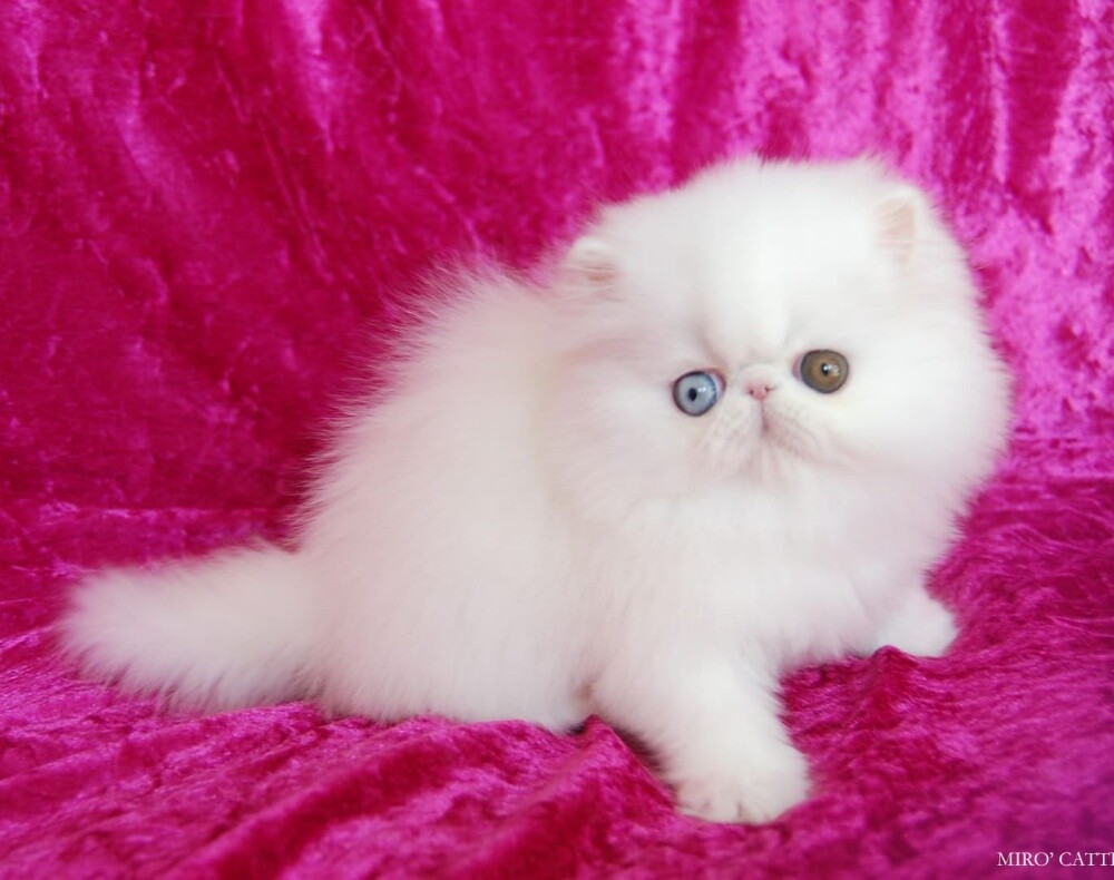 Persian Kitten - 2