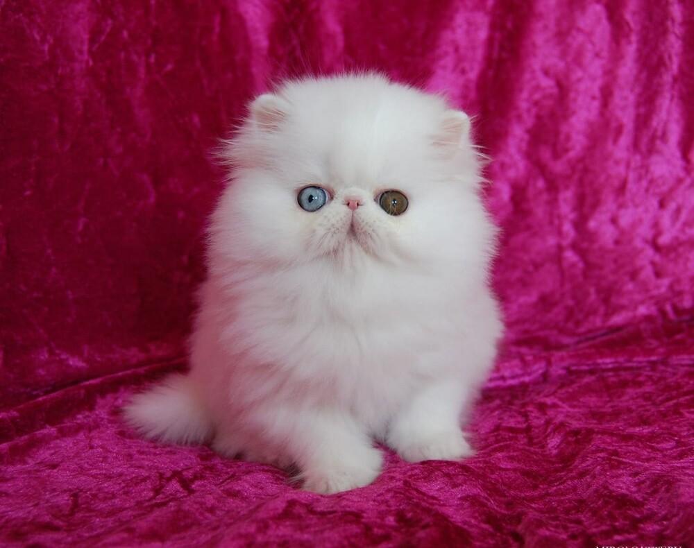 Persian Kitten - 3