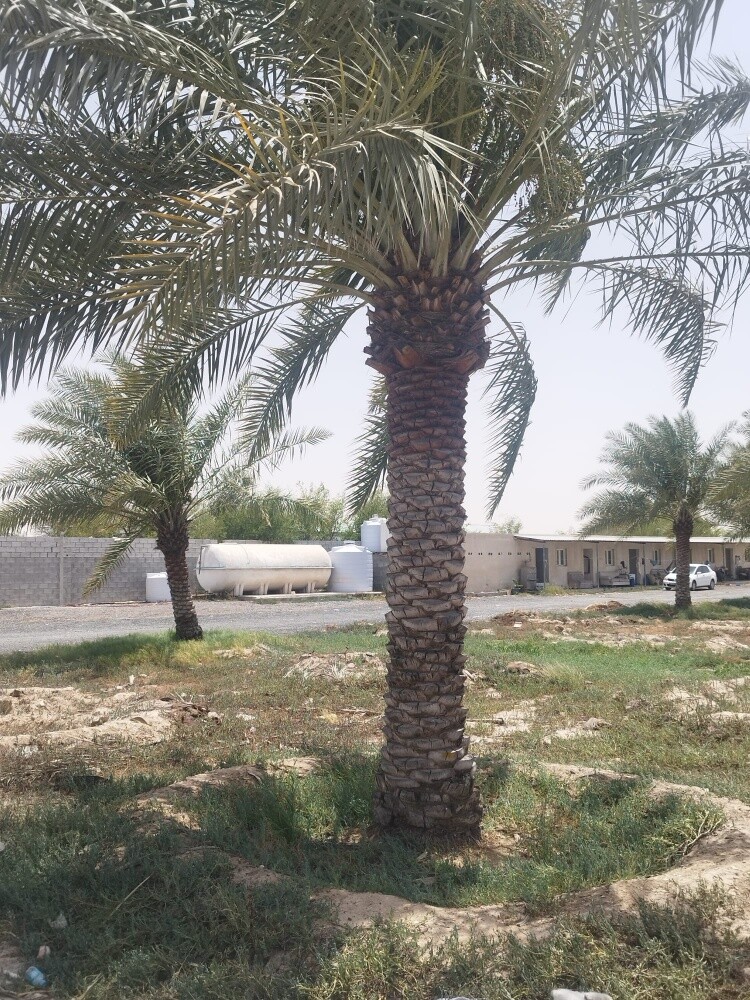استصلاح وتنفيذ المزارع - 11