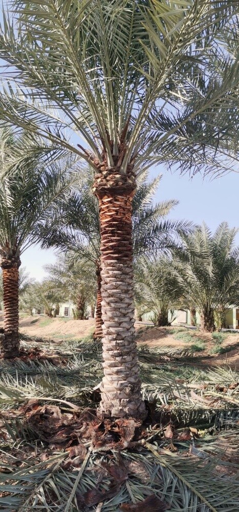 استصلاح وتنفيذ المزارع - 12
