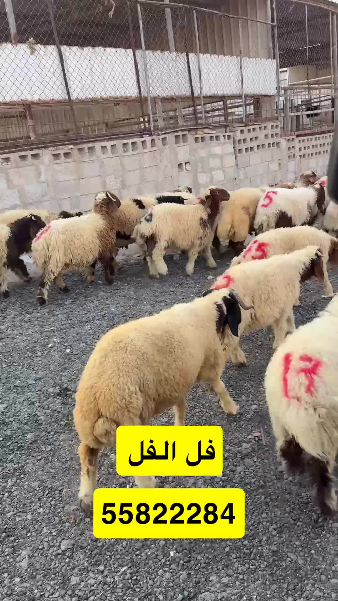 للبيع هرافي انتاج محلي فل الفل  - 1