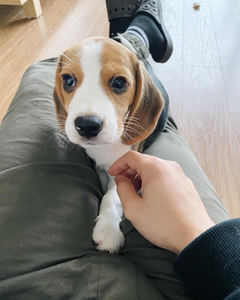 Beagle Puppy - 3