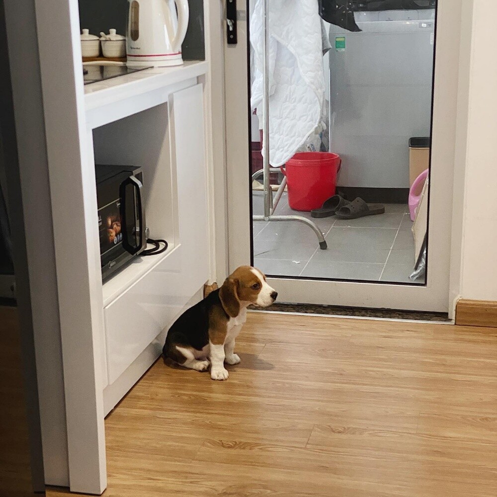 Beagle Puppy - 2